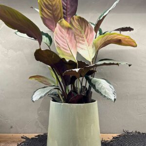 calathea