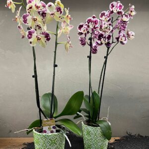 Orchidea phalaenopsis