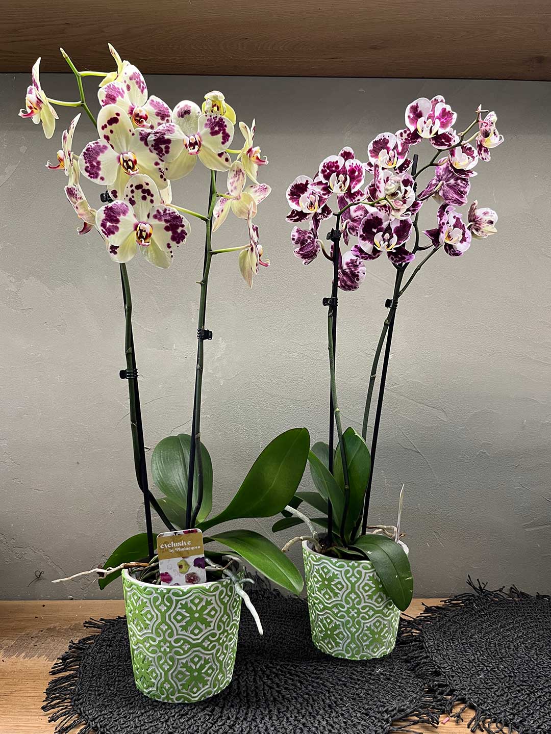 Orchidea phalaenopsis