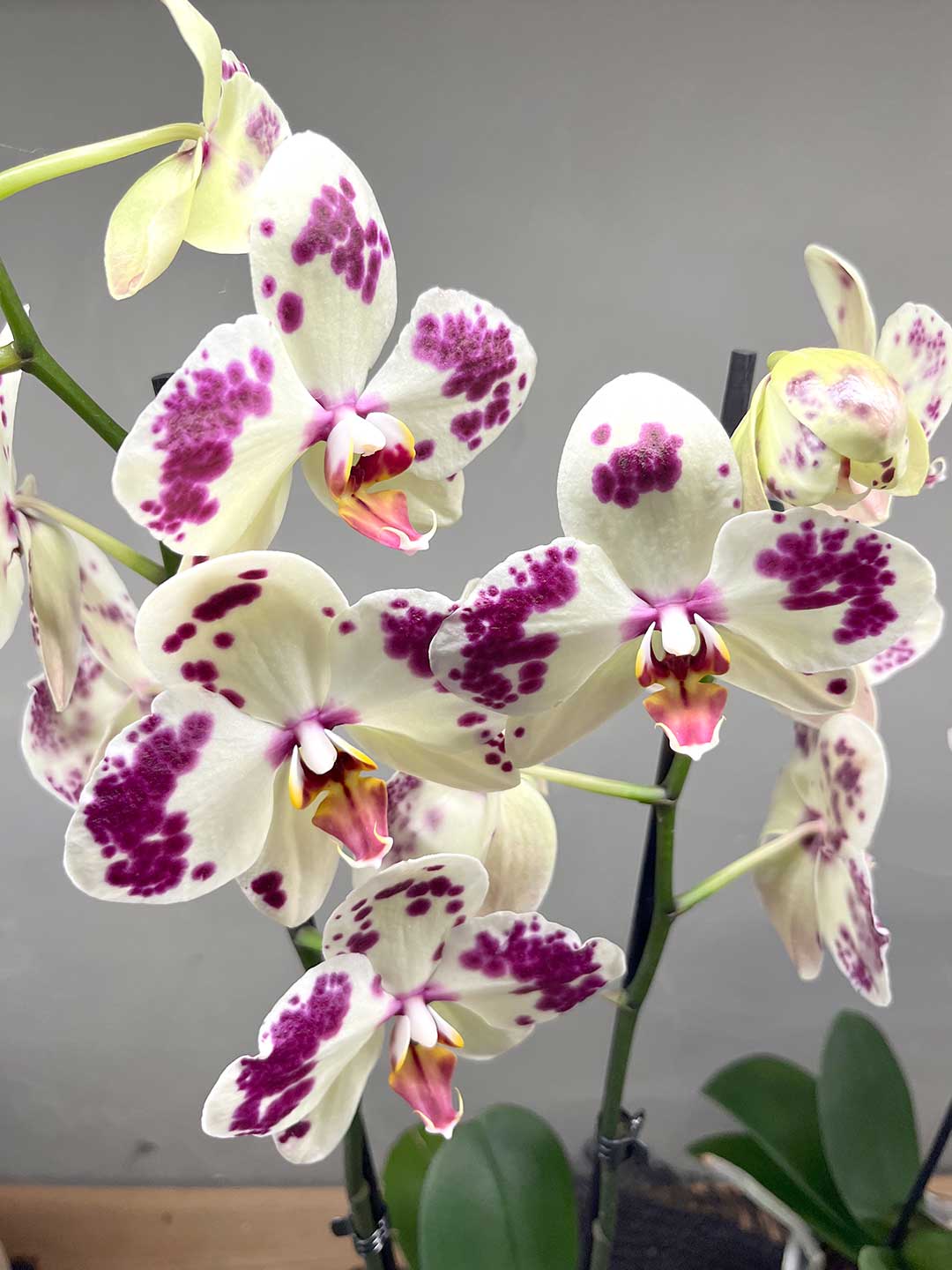 Orchidea phalaenopsis - immagine 2