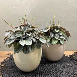 Peperomia caperata
