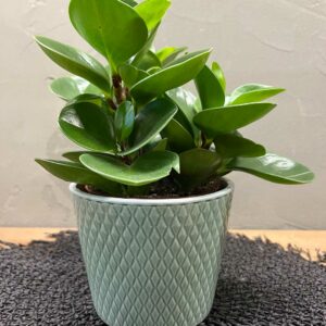 peperomia obtusifolia nana