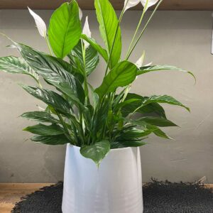 Spathiphyllum