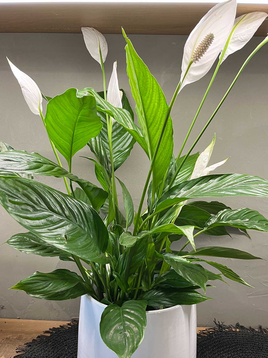 Spathiphyllum - immagine 2