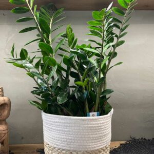 Zamioculcas